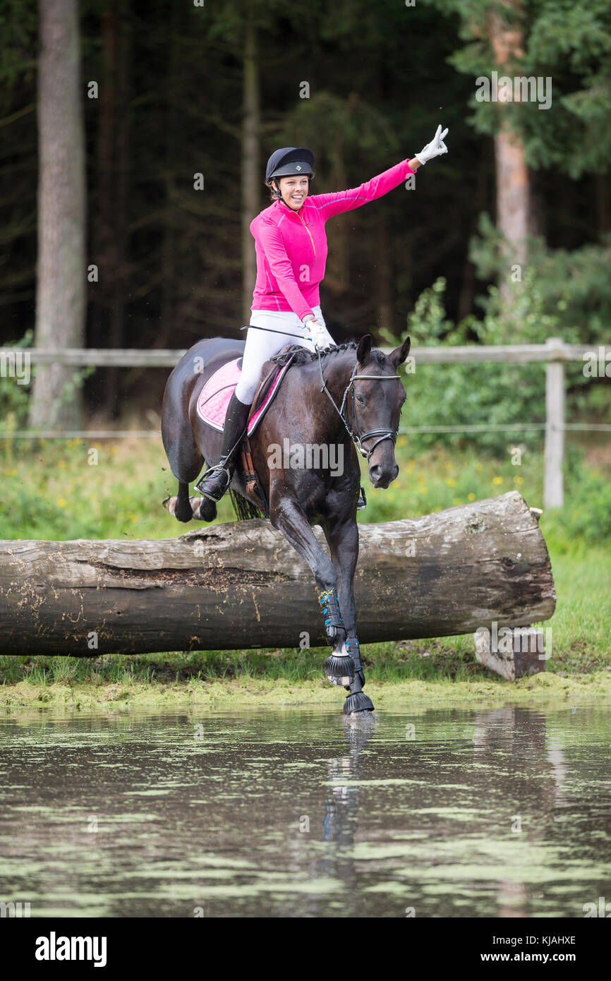 Cheval de Hanovre. Rider un obstacle lors de la compensation d'une ride. Allemagne Banque D'Images