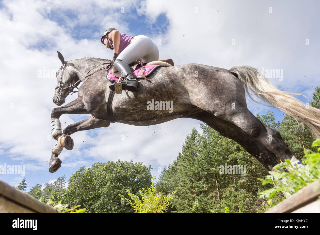 Cheval de Hanovre. Effacement d'un rider obstacle pendant un cross-country ride, vue du dessous. Allemagne Banque D'Images