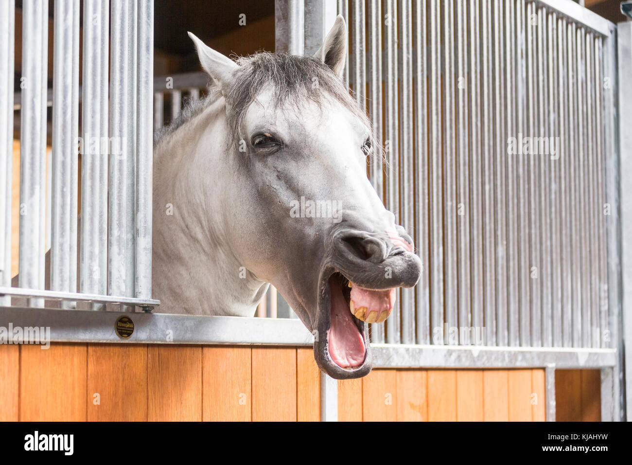 Cheval Espagnol pur, andalou. Cheval gris à la recherche de sa boîte tout en bâillant. Allemagne Banque D'Images