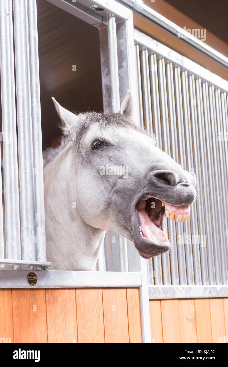 Cheval Espagnol pur, andalou. Cheval gris à la recherche de sa boîte tout en bâillant. Allemagne Banque D'Images