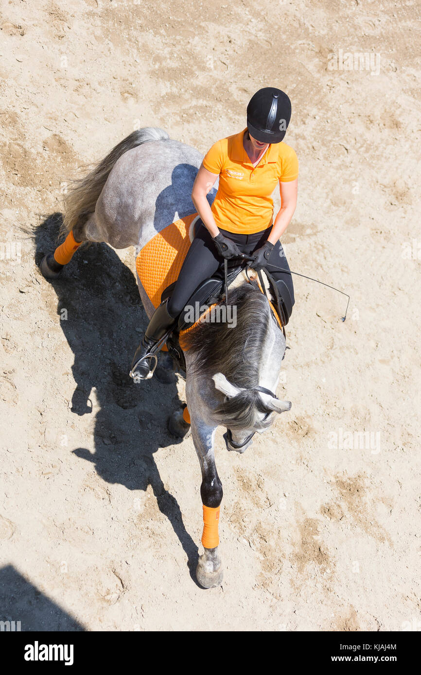 Cheval Espagnol pur, andalou. Rider sur l'étalon gris juvéniles sur une circonscription place, vu de dessus. L'Autriche Banque D'Images