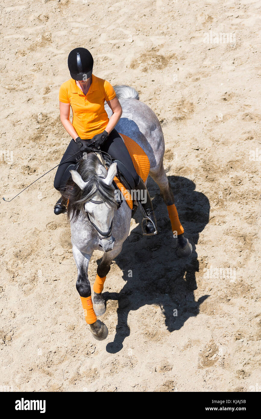 Cheval Espagnol pur, andalou. Rider sur l'étalon gris juvéniles sur une circonscription place, montrant un tour sur les hanches. L'Autriche Banque D'Images