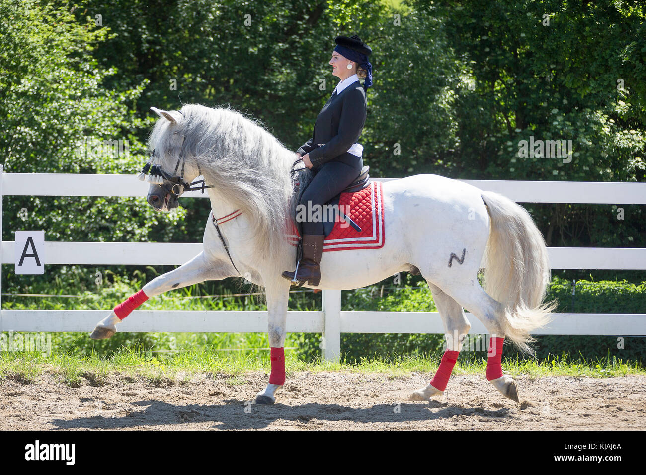 Cheval Espagnol pur, andalou. Rider en vêtements traditionnels sur l'étalon gris sur une circonscription place, montrant l'espagnol à pied. L'Autriche Banque D'Images