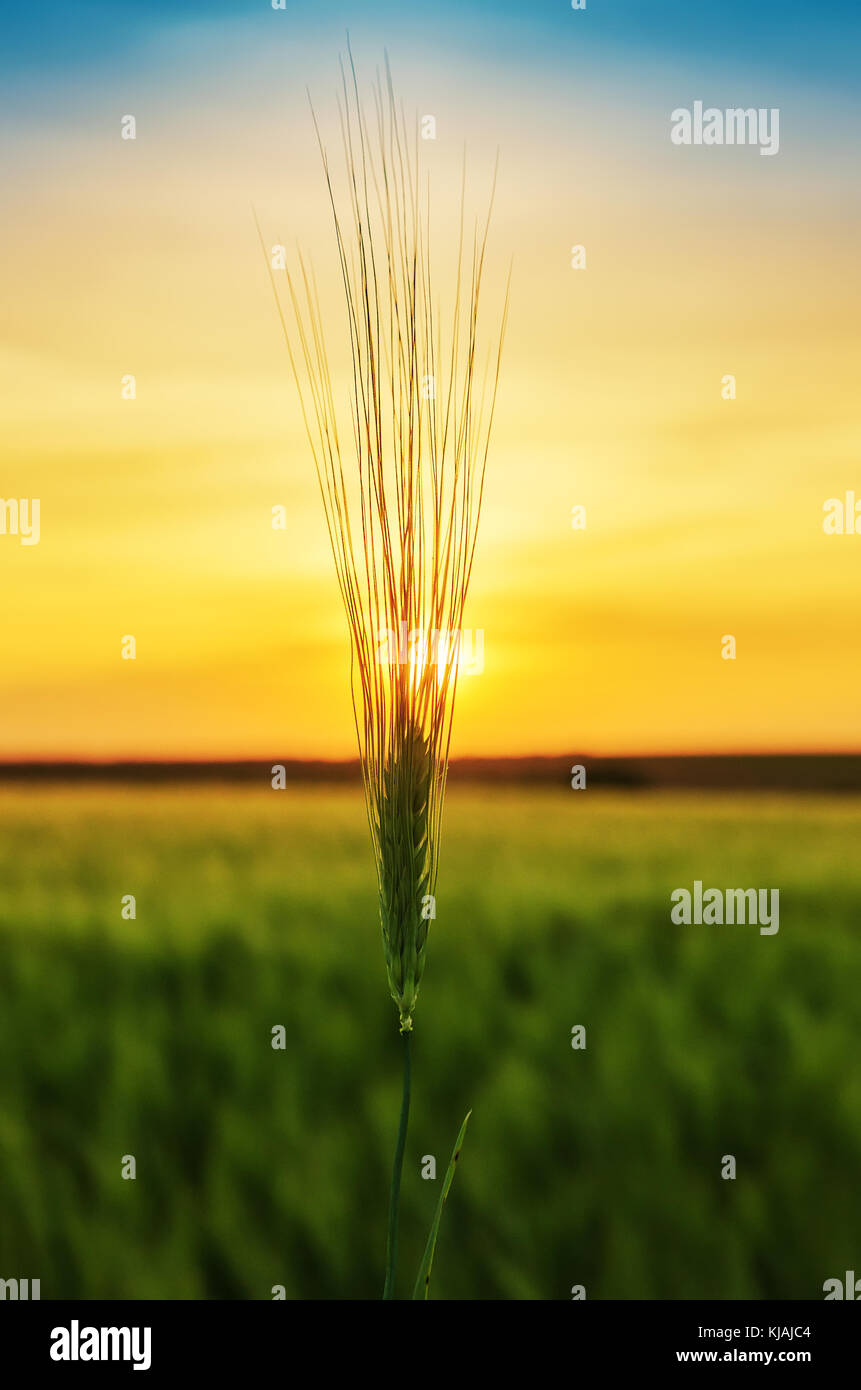 Spike vert de blé sur l'heure du coucher du soleil à champ Banque D'Images