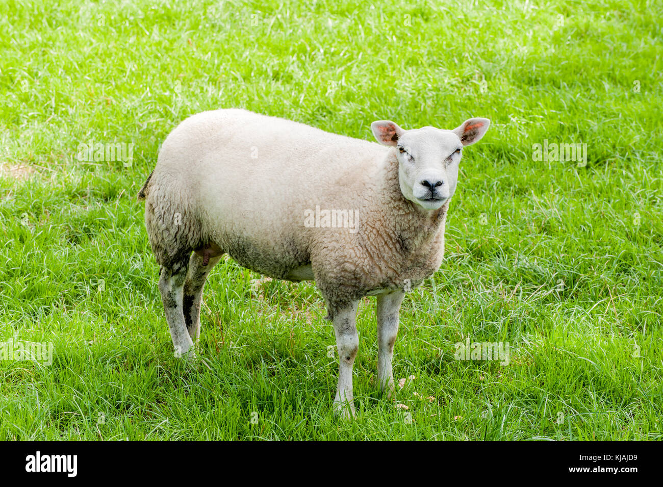 Mouton Femelle Banque D Image Et Photos Alamy