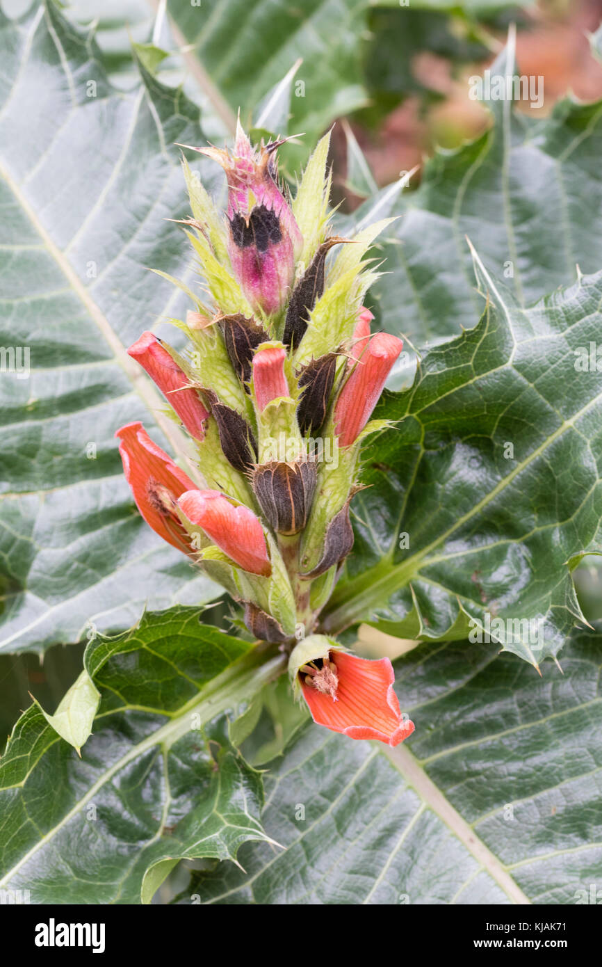 La fin de l'automne de la fleur a fleuri rouge, feuilles piquantes, vivaces exotiques Acanthus sennii Banque D'Images