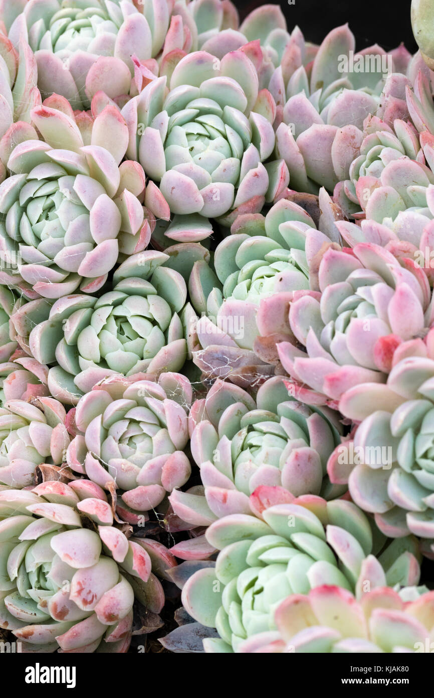 Rosettes de feuilles charnues du custering plante succulentes Echeveria prolifica, Banque D'Images