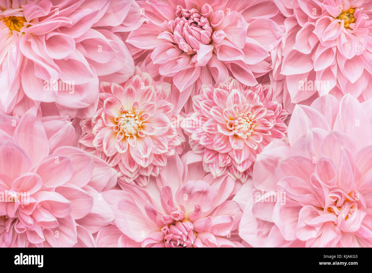 Fleurs rose pastel arrière-plan, Vue de dessus, la mise en page ou d'une carte de vœux pour la fête des mères, un mariage ou un heureux événement Banque D'Images