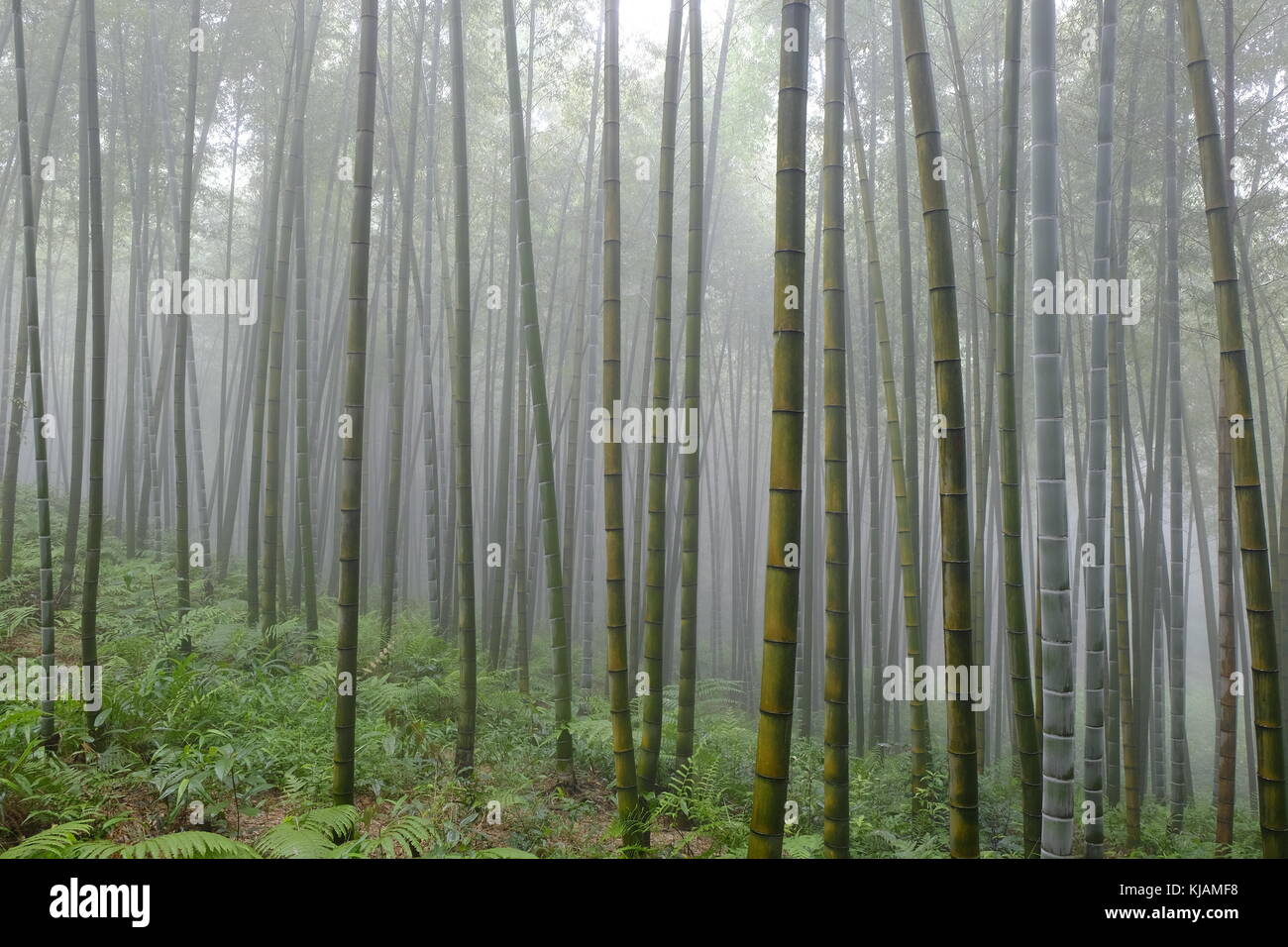 Photos de paysages brumeux au Shunan Bamboo Forest en Chine, province du Sichuan. Banque D'Images