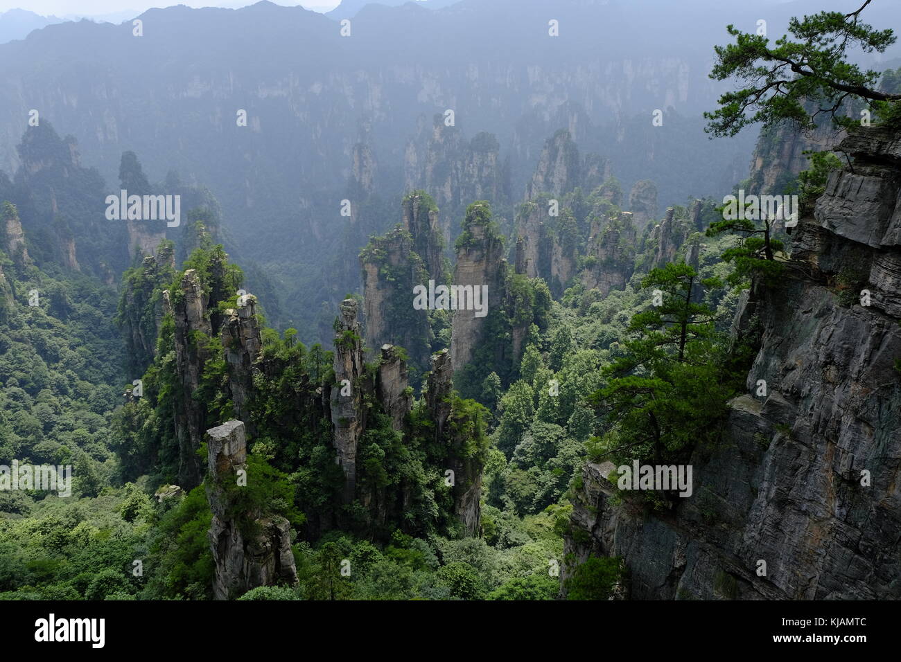 Piliers de calcaire escarpées et les sommets de la parc forestier national de Zhangjiajie dans la région de wulingyuan scenic à la province du Hunan en Chine Banque D'Images