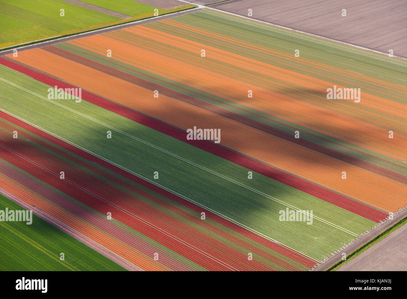 Vue aérienne du champs de tulipes en Hollande du Nord, Pays-Bas Banque D'Images