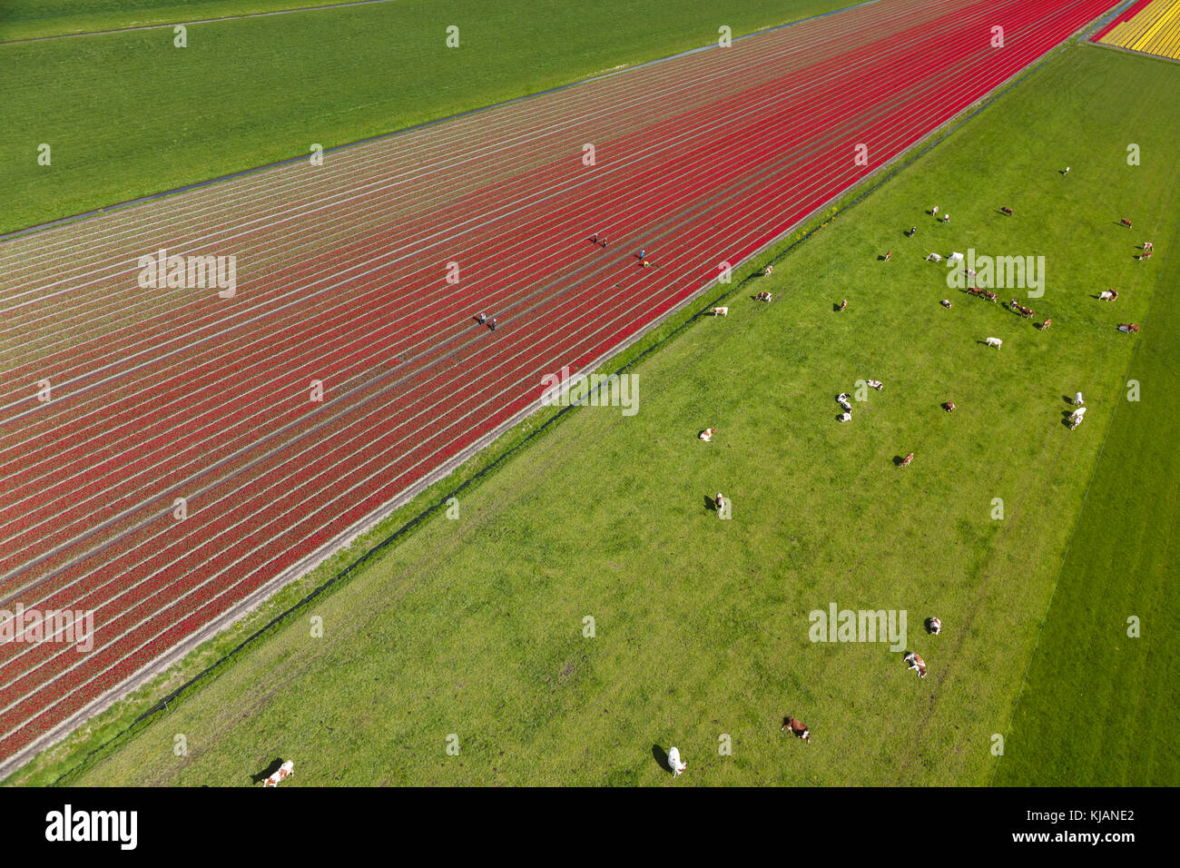 Vue aérienne des champs de tulipes en Hollande du Nord, pays-Bas Banque D'Images
