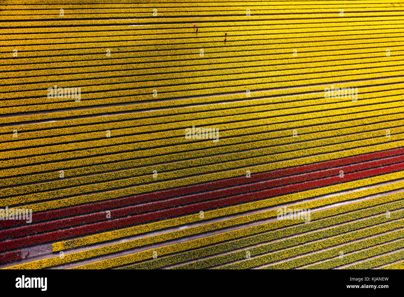 Vue aérienne des champs de tulipes en Hollande du Nord, pays-Bas Banque D'Images