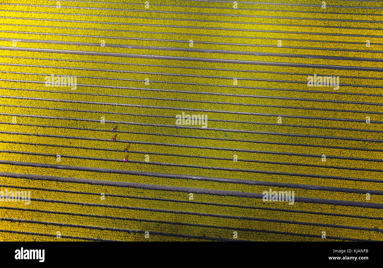 Vue aérienne des champs de tulipes en Hollande du Nord, pays-Bas Banque D'Images