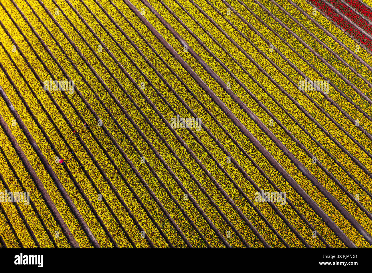 Vue aérienne des champs de tulipes en Hollande du Nord, pays-Bas Banque D'Images