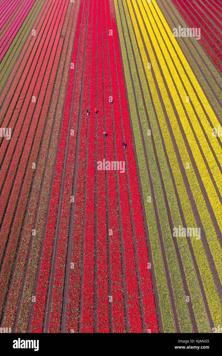 Vue aérienne des champs de tulipes en Hollande du Nord, pays-Bas Banque D'Images