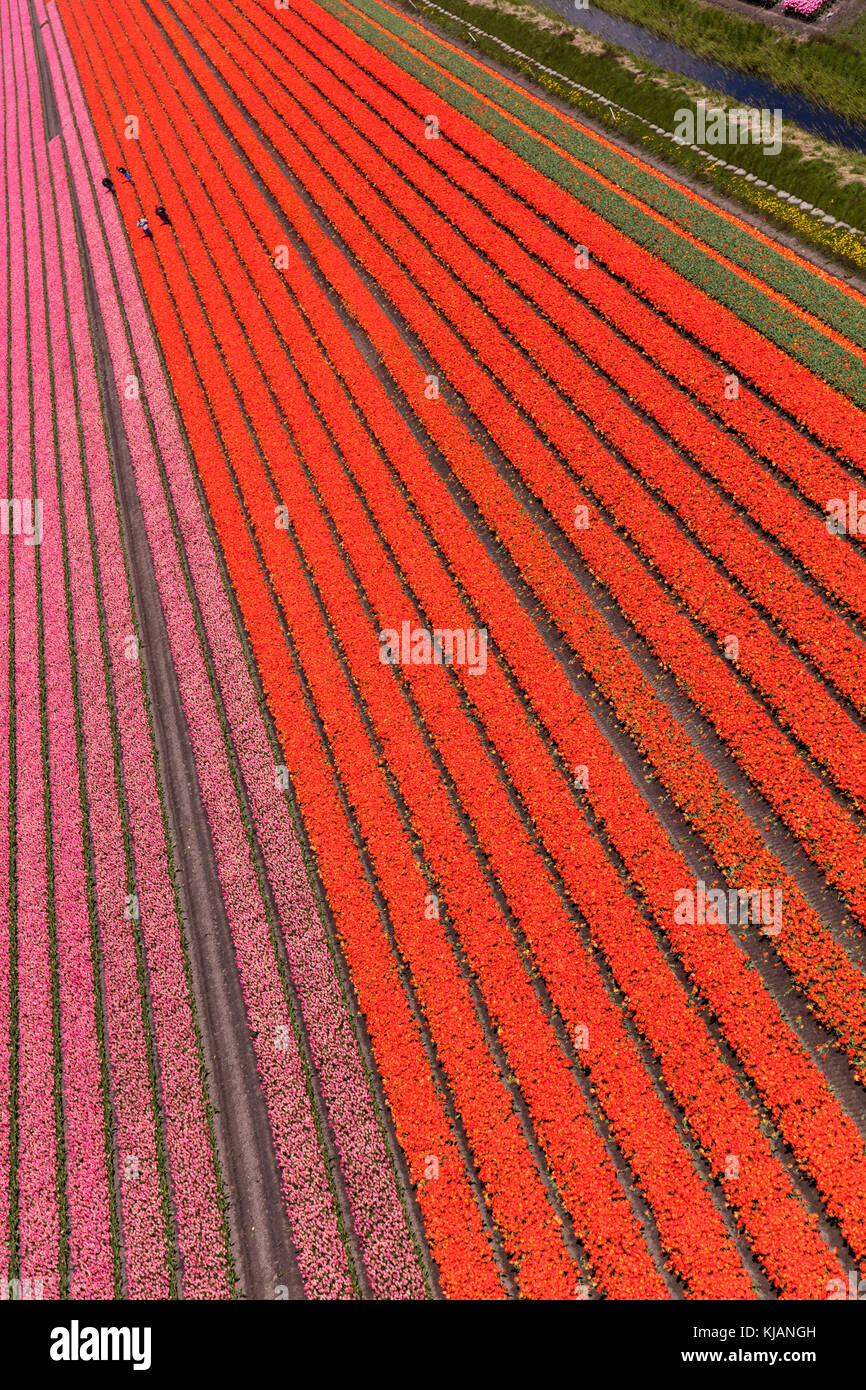 Vue aérienne des champs de tulipes en Hollande du Nord, pays-Bas Banque D'Images