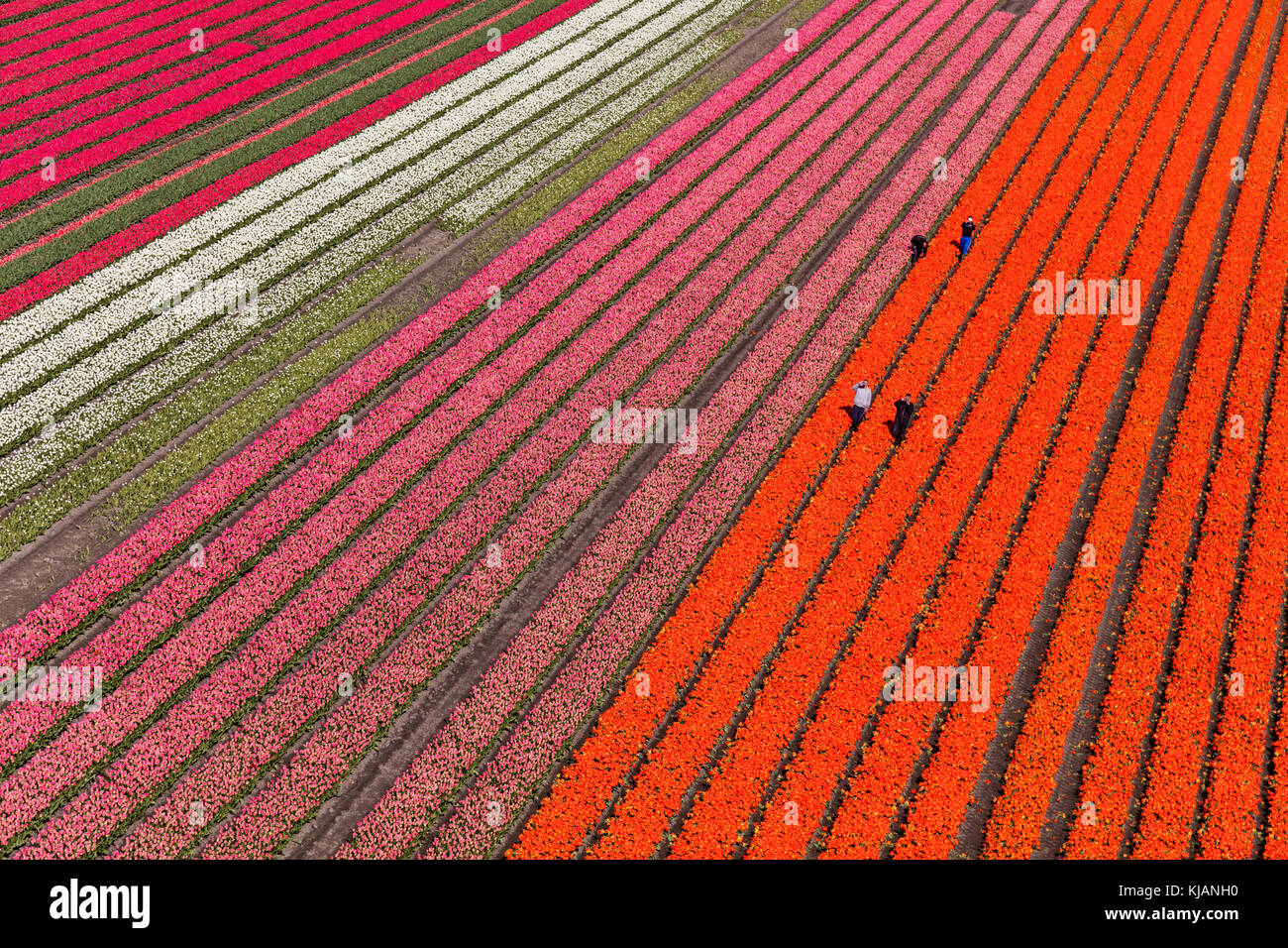 Vue aérienne des champs de tulipes en Hollande du Nord, pays-Bas Banque D'Images