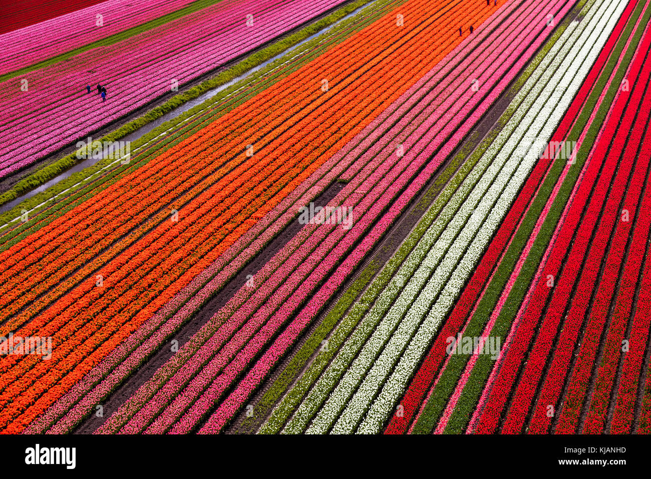 Vue aérienne des champs de tulipes en Hollande du Nord, pays-Bas Banque D'Images