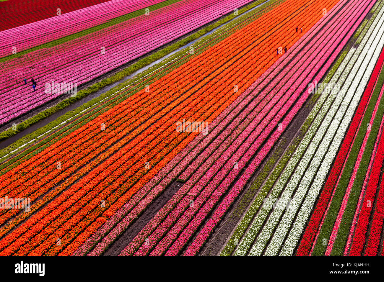 Vue aérienne des champs de tulipes en Hollande du Nord, pays-Bas Banque D'Images