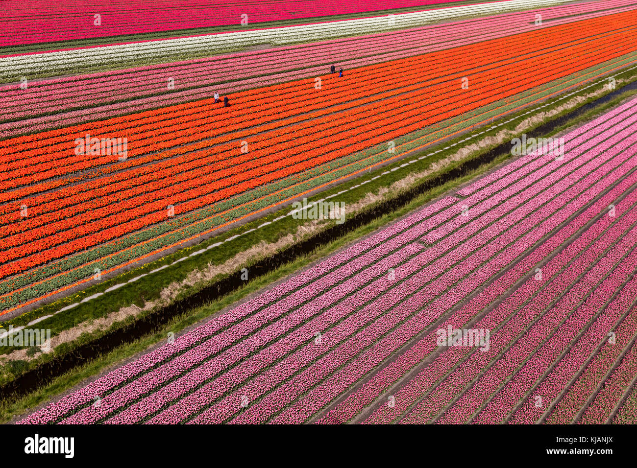 Vue aérienne des champs de tulipes en Hollande du Nord, pays-Bas Banque D'Images