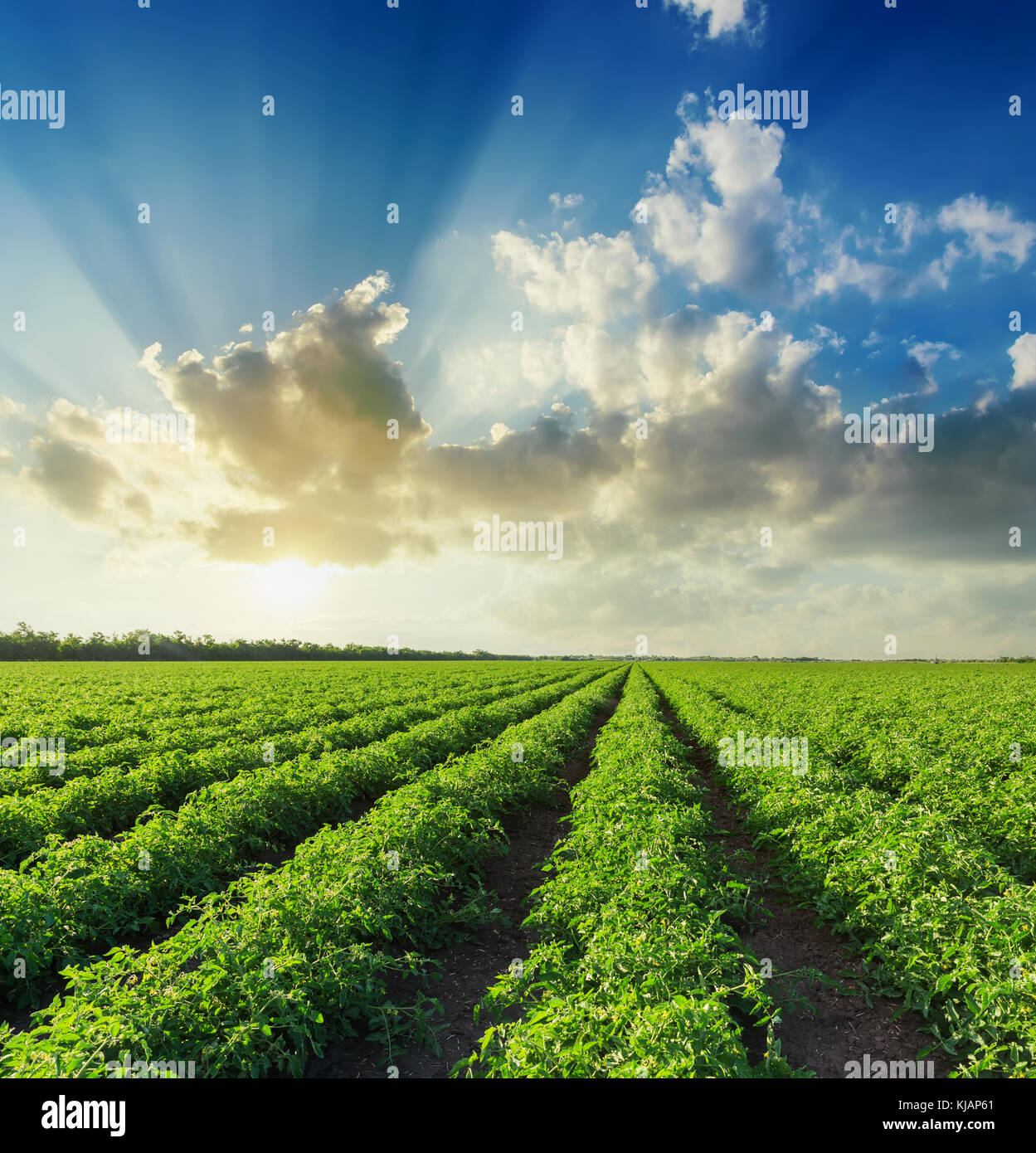 Coucher du soleil dans le ciel bleu avec des nuages sur l'agriculture verte avec des tomates de champ Banque D'Images