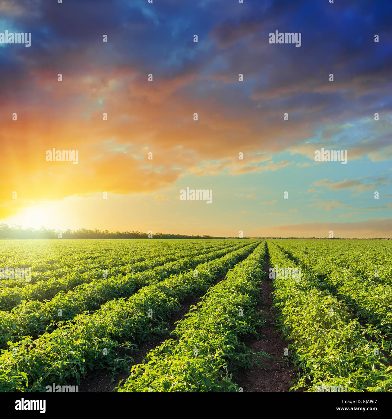 Domaine de l'agriculture verte avec des tomates et de coucher du soleil orange dans ciel dramatique Banque D'Images