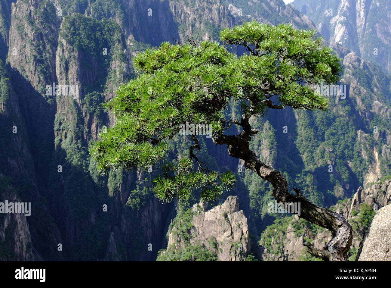 Petit arbre de pin tordu de grimper sur les murs de granit de la montagne de huangshan dans la province de l'Anhui en Chine. Banque D'Images