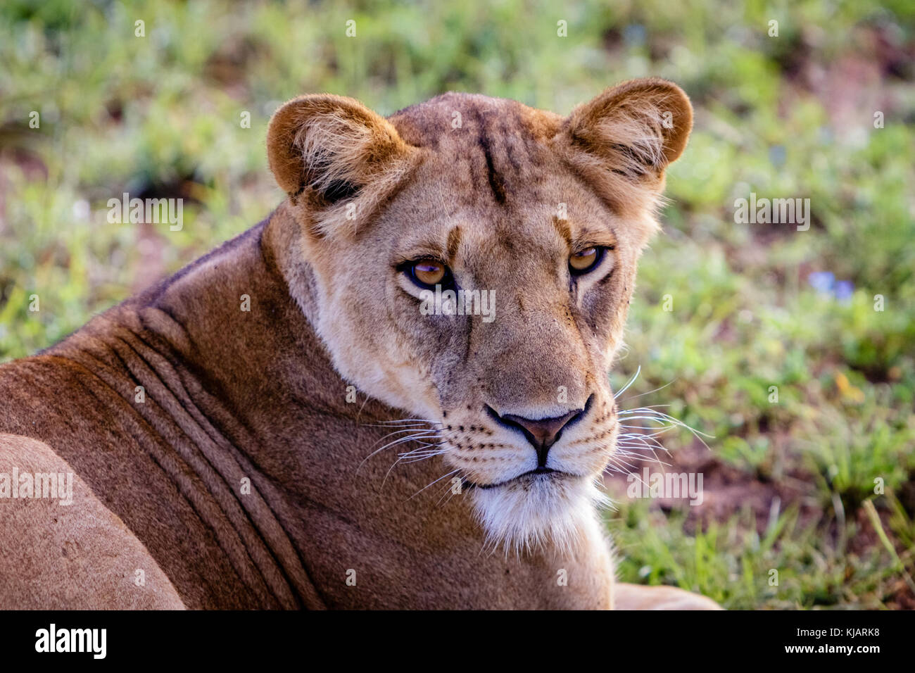 Une belle femme lion profitant du soleil à un matin tôt de Murchison Falls national park dans l'Ouganda. Dommage que ce parc et le lac Albert est menacer Banque D'Images