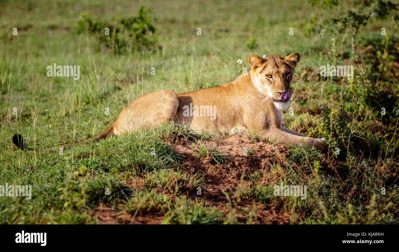 Une belle femme lion profitant du soleil à un matin tôt de Murchison Falls national park dans l'Ouganda. Dommage que ce parc et le lac Albert est menacer Banque D'Images