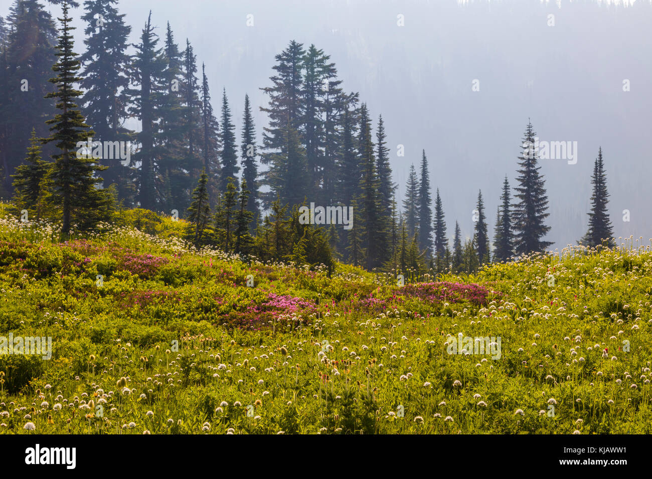 Les fleurs sauvages d'été avec du brouillard dans le paradis de l'article Parc national du mont Rainier dans l'état de Washington aux États-Unis Banque D'Images