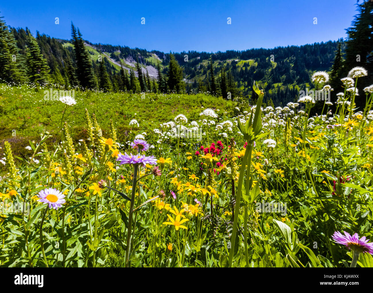 Les fleurs sauvages d'été au paradis du Mount Rainier National Park dans l'état de Washington aux États-Unis Banque D'Images
