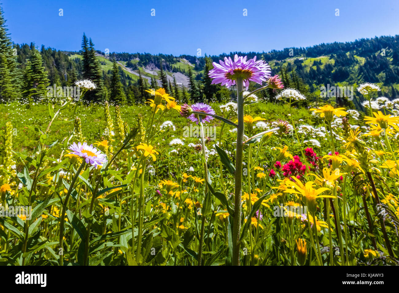 Les fleurs sauvages d'été au paradis du Mount Rainier National Park dans l'état de Washington aux États-Unis Banque D'Images