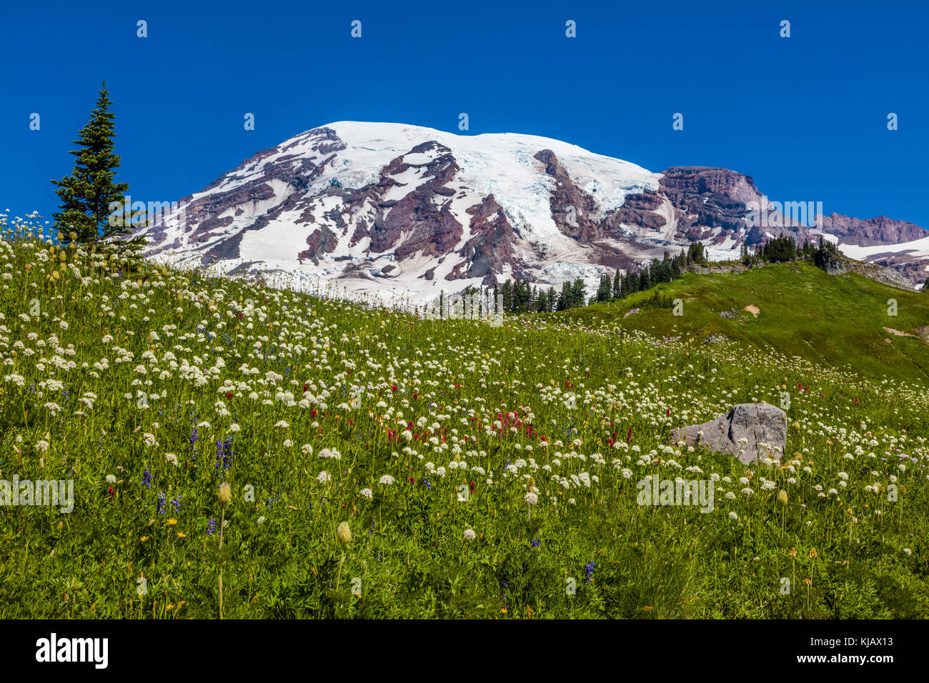 Les fleurs sauvages d'été au paradis du Mount Rainier National Park dans l'état de Washington aux États-Unis Banque D'Images
