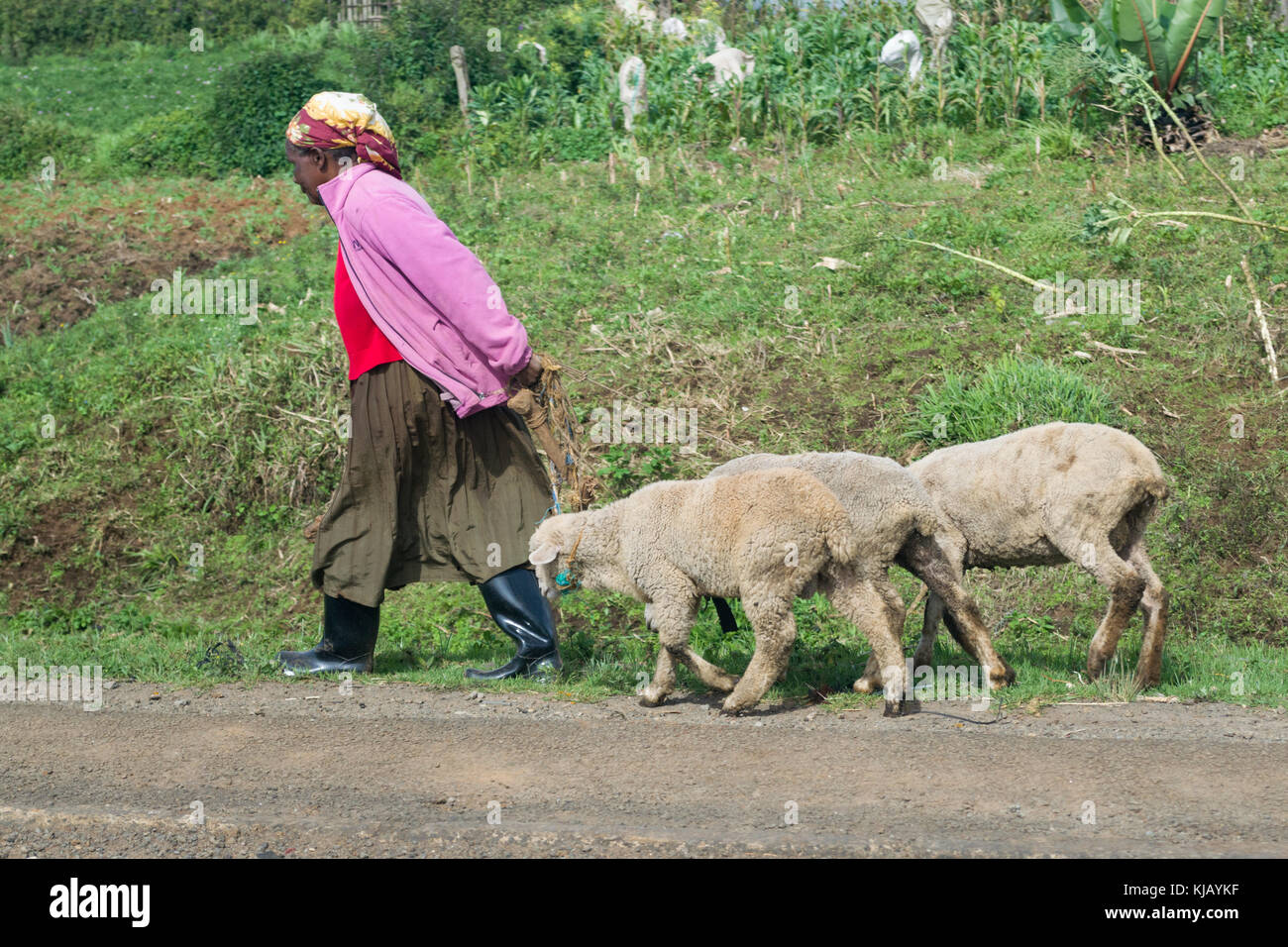 Une vieille femme africaine promenades avec trois moutons sur la route, Kenya, Afrique de l'Est Banque D'Images