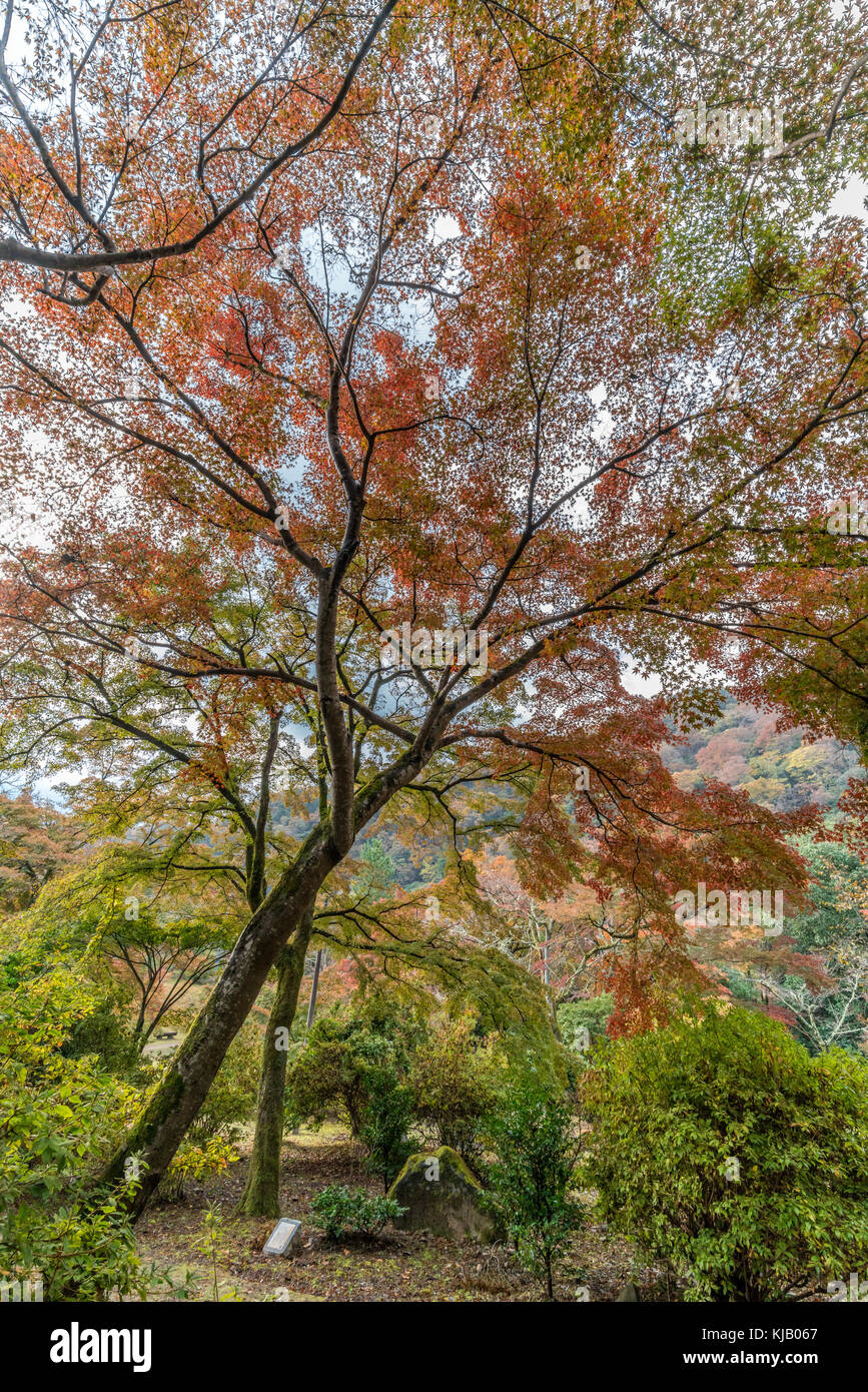 Momiji (feuilles d'arbres d'érable) Autnum dans paysage forêt Arashiyama, Kyoto, Japon Banque D'Images