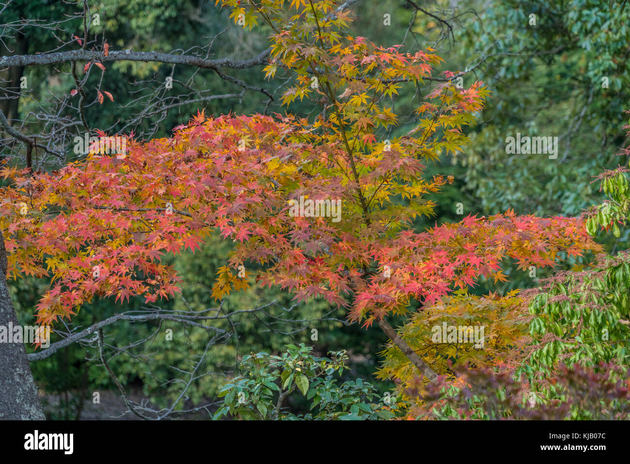 Les feuilles d'automne, feuillage d'automne des arbres d'érable (Momiji) au jardin promenade japonais (kaiyu-shiki-teien) de Rokuon-ji, communément connu sous le nom de Pavillon d'or Banque D'Images