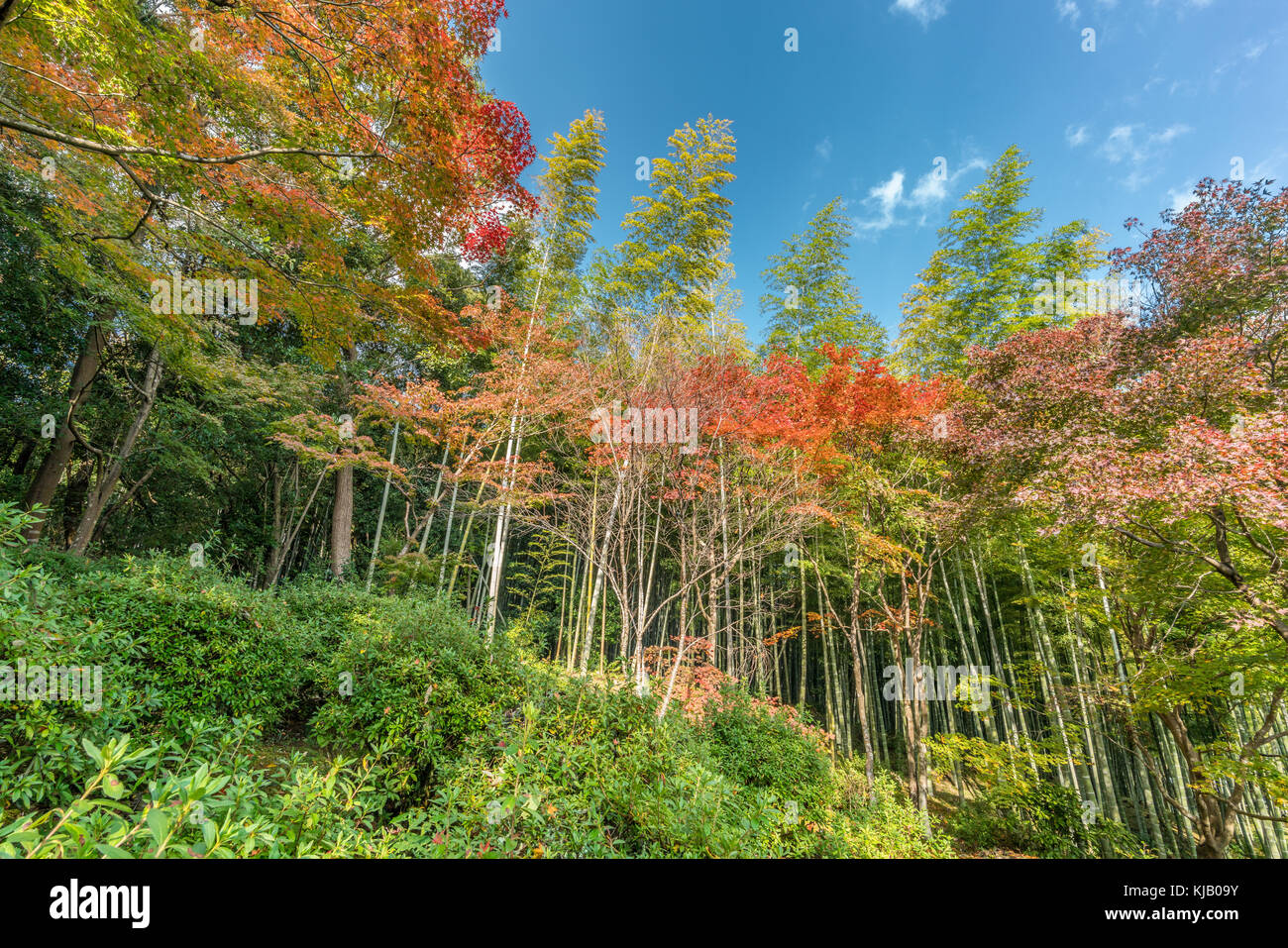 Les feuilles d'automne, feuillage d'automne des arbres d'érable (Momiji) forêt de bambous à Arashiyama, près de temple Tenryu-ji, situé à Kyoto, Japon Banque D'Images