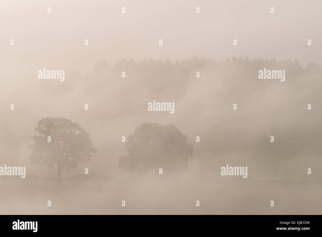 Newlands Corner, Surrey sur un matin d'hiver brumeux Banque D'Images