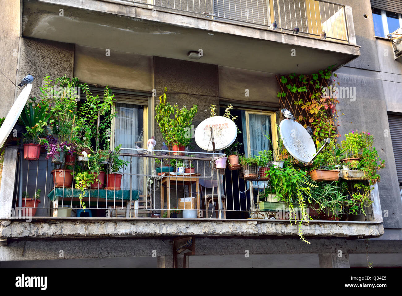 Balcon avec des plantes à Athènes, Grèce immeuble Banque D'Images