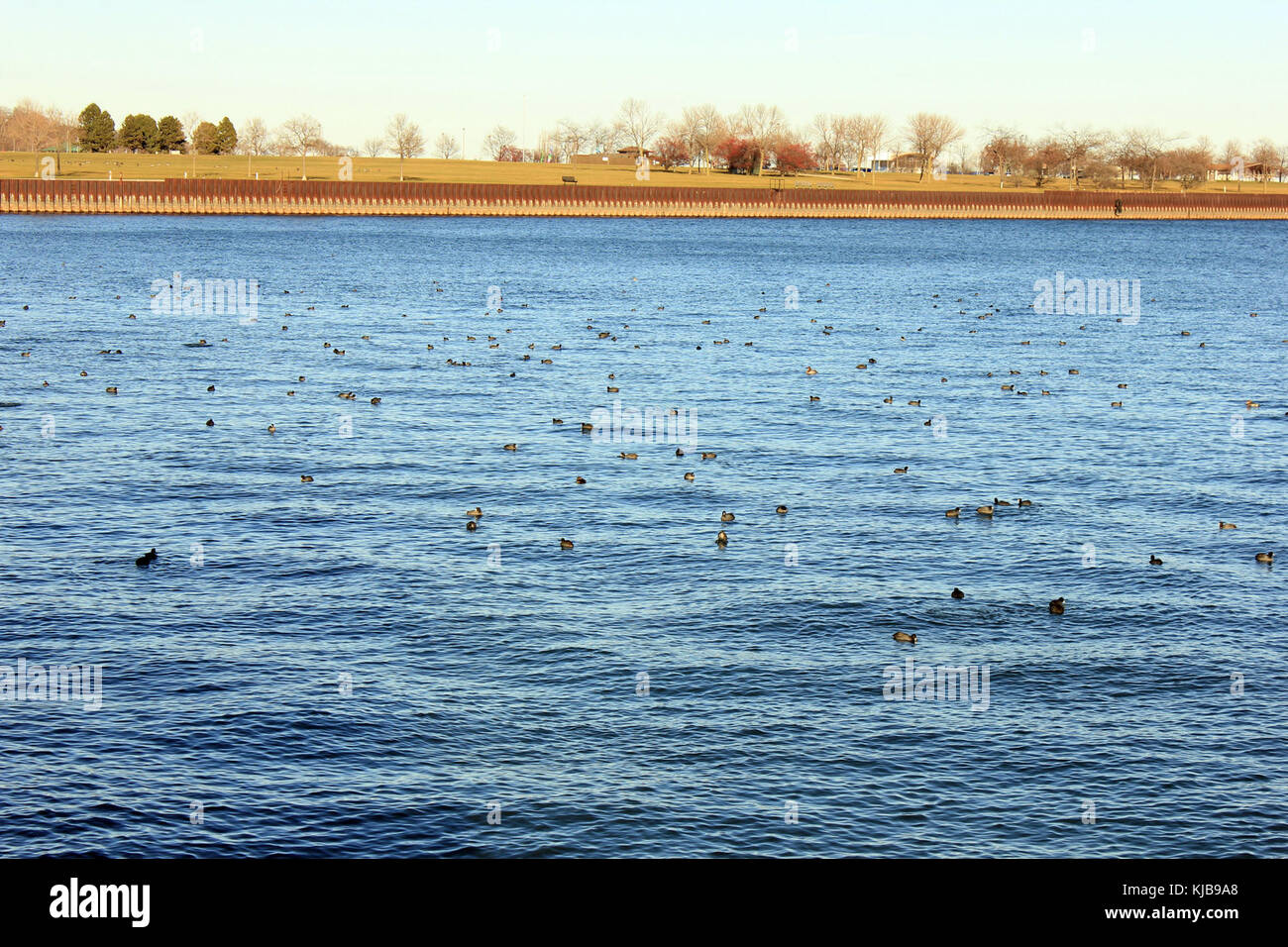 Milwaukee wisconsin gfp canards dans le lac Banque D'Images