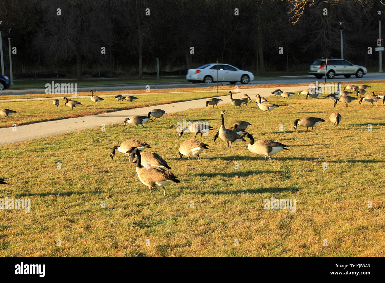Cette photographie montre des oies dans un parc à Milwaukee, Wisconsin. L'image capture les oies dans leur habitat naturel, soulignant l'environnement paisible du parc. Banque D'Images