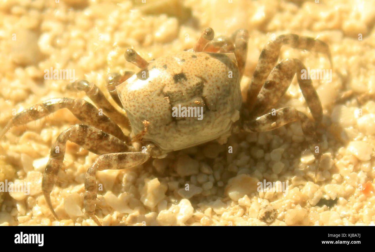 Le crabe fantôme gfp Banque D'Images