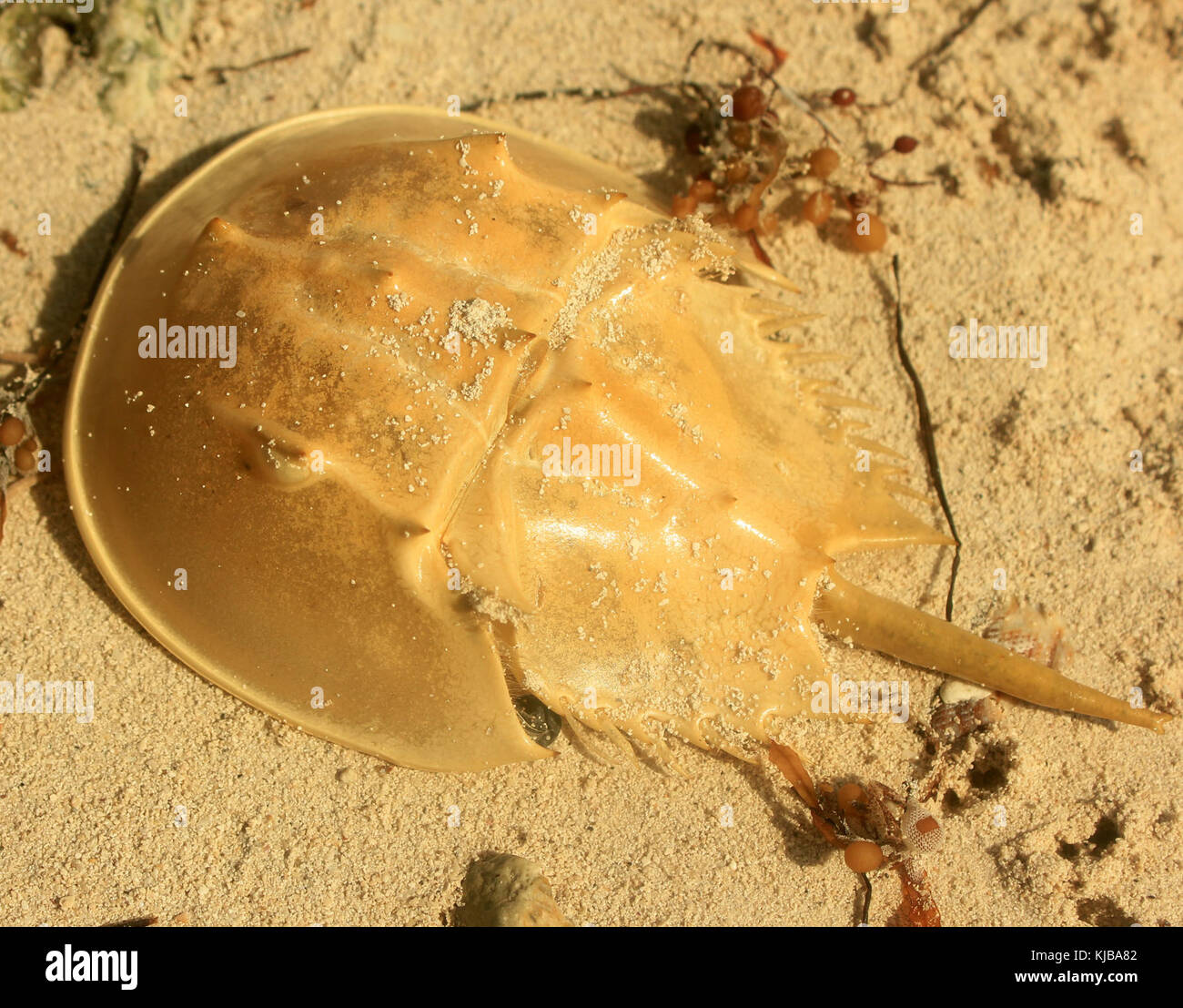 Florida Keys gfp long key state park limule shell Banque D'Images