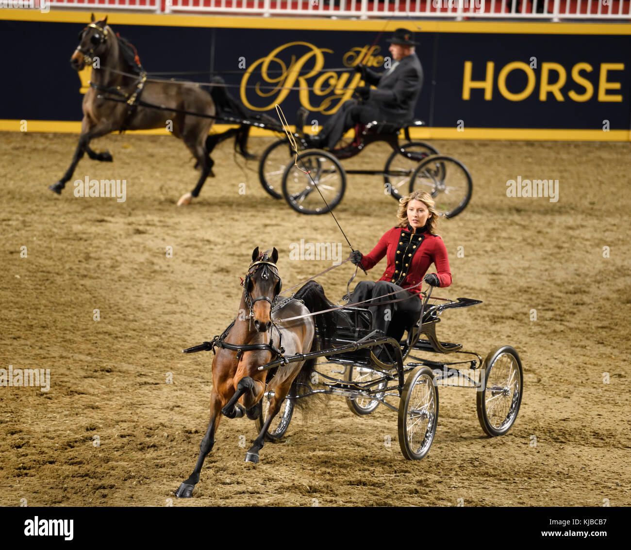 La pilote dans quatre roues motrices au vice-roi poney faisceau libre concurrence au Ricoh Coliseum à 95e Royal Agricultural Winter Fair de Toronto Royal Horse Show Banque D'Images