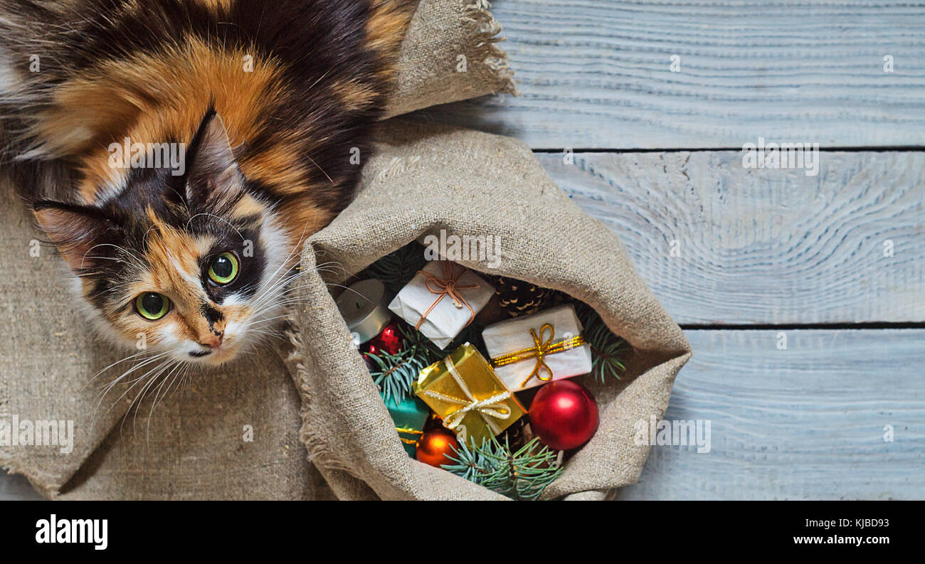 Cat près du sac avec des cadeaux de Noël Banque D'Images