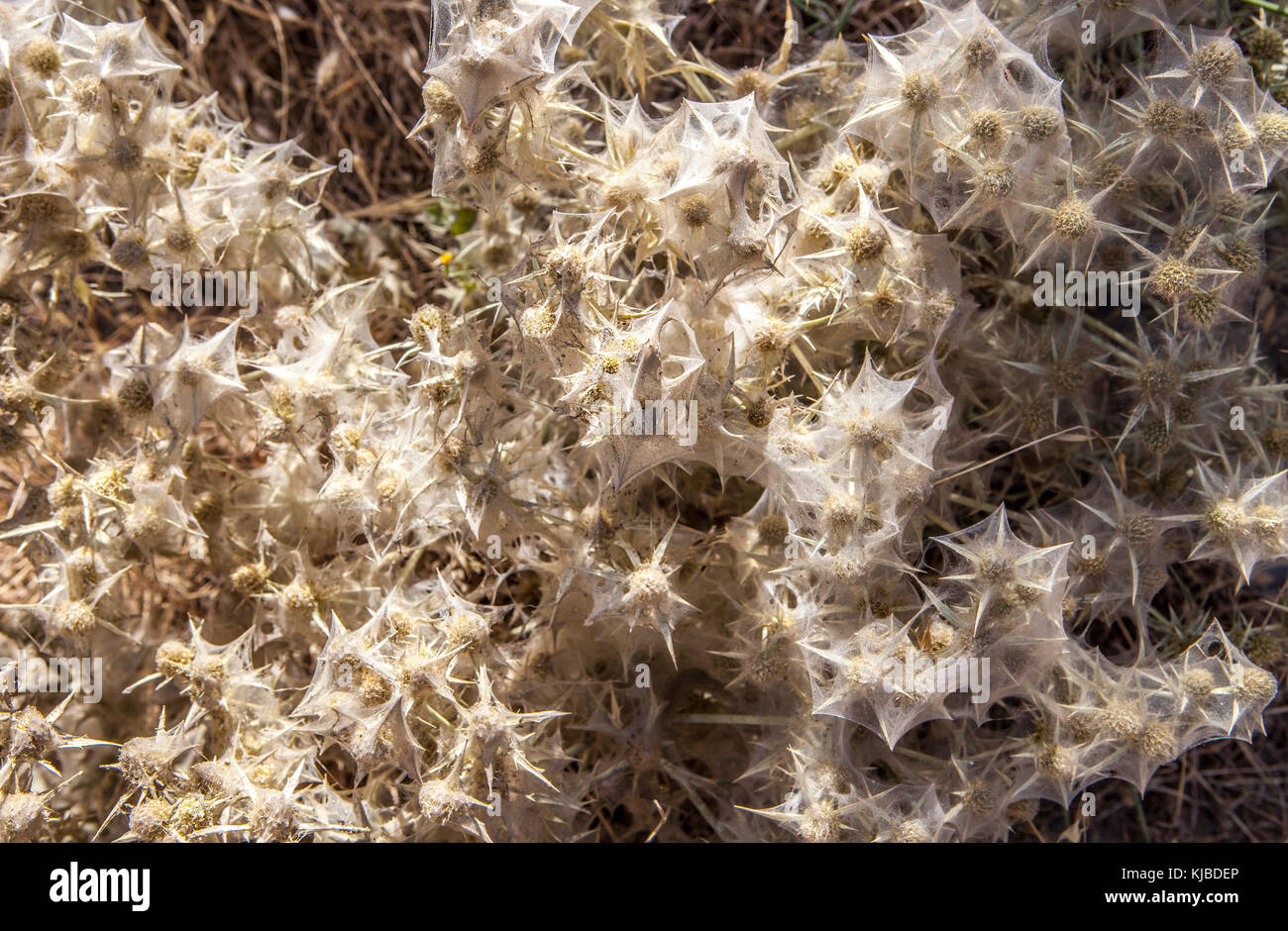 Plante chardon totalement couvertes de filet araignée, Alpujarras, Granada, Espagne Banque D'Images