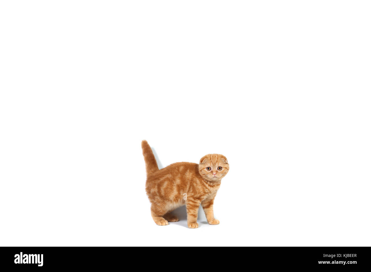 Scottish Fold Petit Bebe Chat De Couleur Rouge Avec Les Cheveux Courts Dans La Bande Blanche A Petites Oreilles Et Big Red En Pleine Longueur Sur Place Creme Pour Le Texte Photo