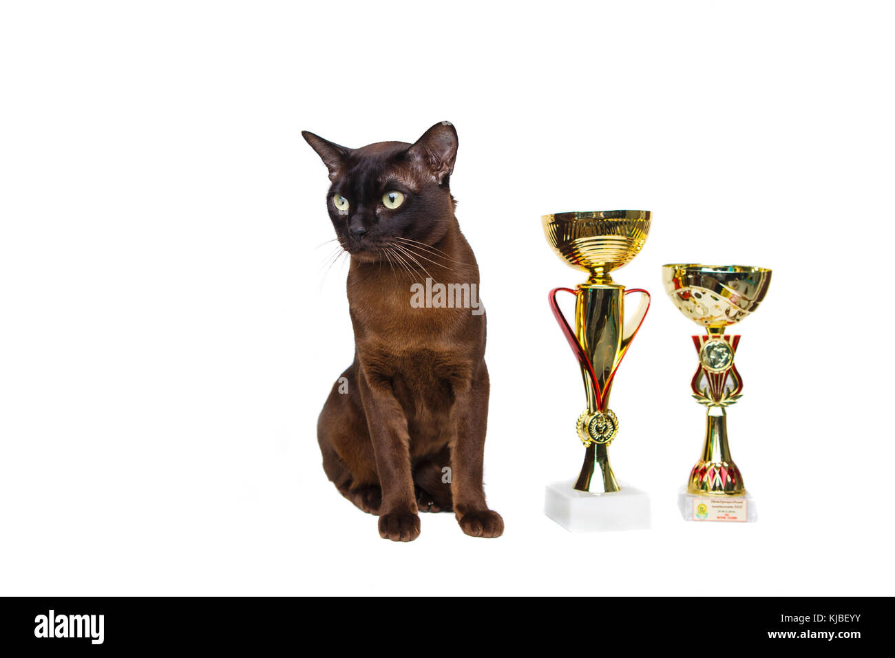 Chat Brun Brun Chocolat Avec De Grands Yeux Verts Avec Des Tasses Des Trophees Sur Fond Isole Sur Fond Blanc Photo Stock Alamy Chat Brun Brun Chocolat Avec De Grands Yeux Verts Avec Des Tasses Des Trophees Sur Fond Isole Sur Fond Blanc Photo Stock Alamy