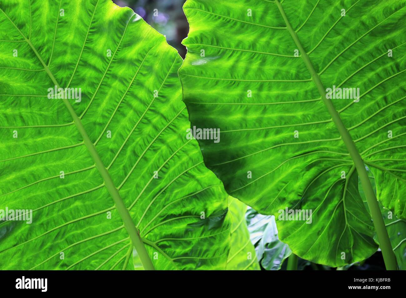 Deux grandes feuilles tropicales vert vu du dessus et éclairé par le soleil Banque D'Images